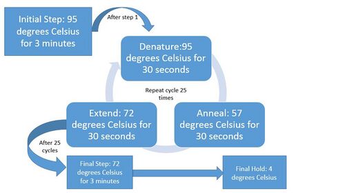 PCR Diagram