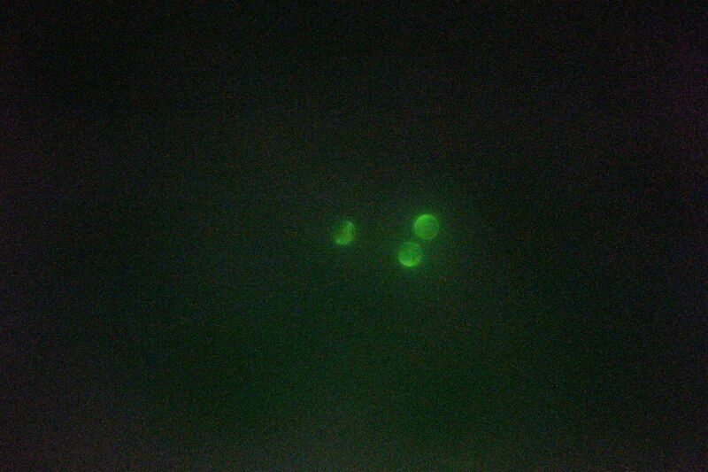 File:BIOMOD-TNJ-CrAu 1 2 2s-13.jpg