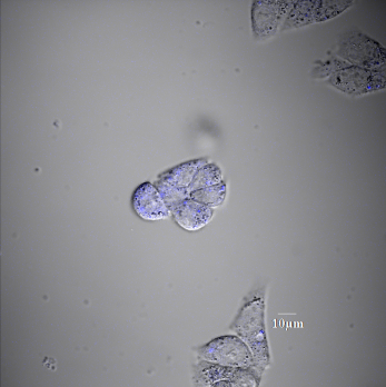 File:ExpresultSection2 6.jpg