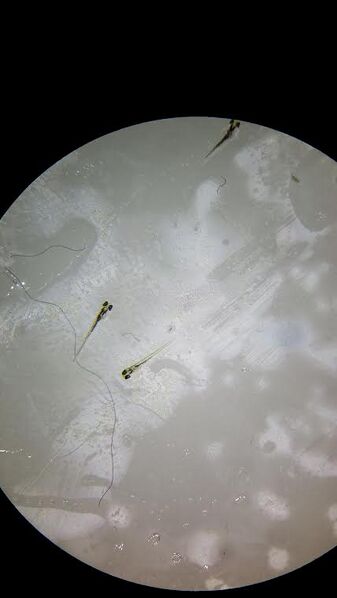 File:Normal zebrafish day 4.jpg