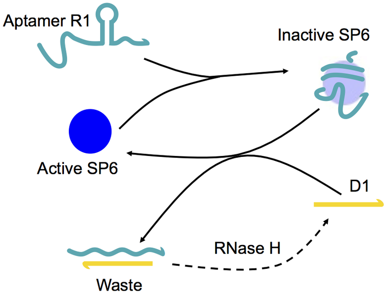 File:Peel off aptamer.png