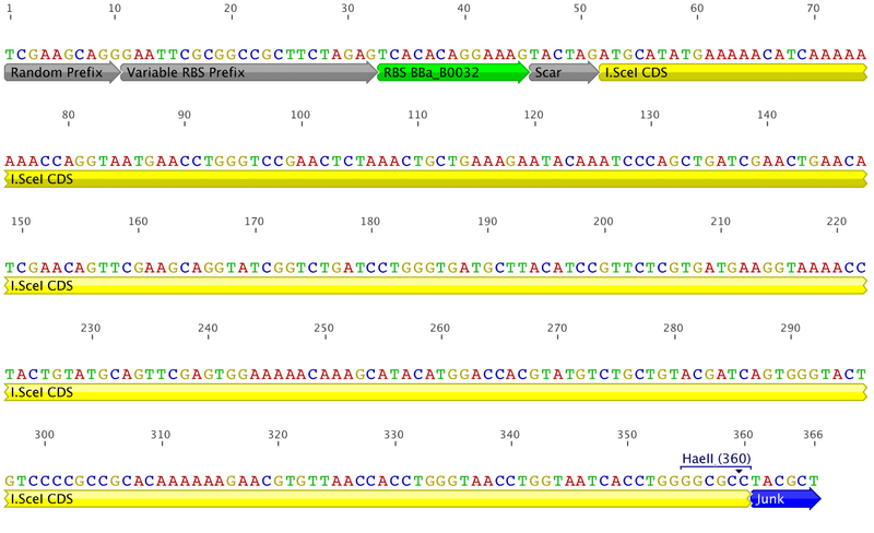 File:RBS ISceI frag1.png