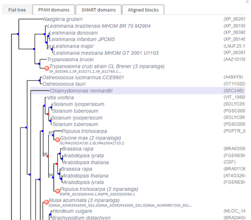 Phylogenetic Tree