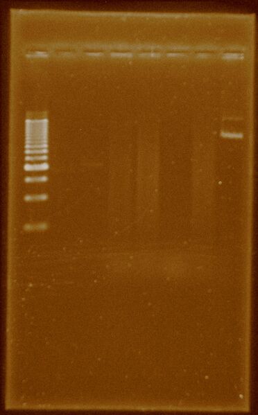 File:PBBR1MCS PCR extraccion.JPG
