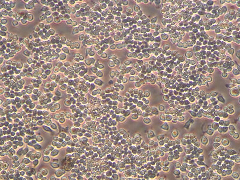 File:RAW cells.jpg