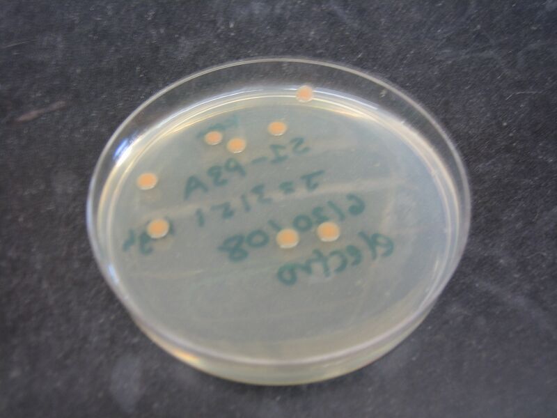 File:SHEWIE Plate 6.JPG