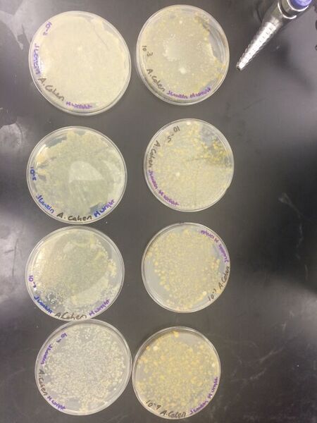 File:Serialdilutions jel.jpeg