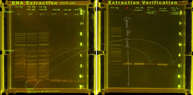 File:20080730-homemade clonewell dna extraction UVverify.annotated.jpg
