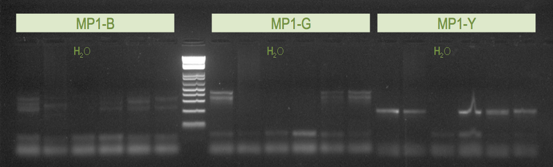 File:20130224 Gel.png