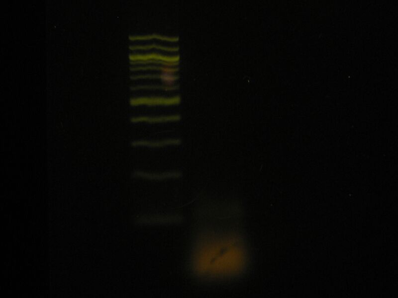 File:Capture 00004.JPG