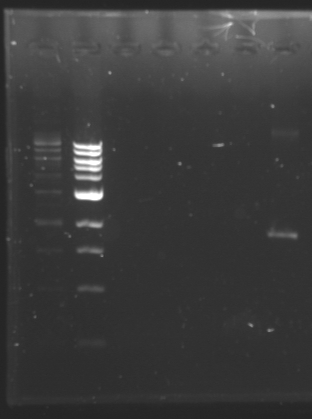 File:Electrophoresis 120710.jpg