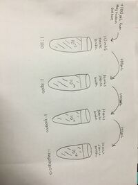 Serial Dilution for preparing Hay Fusion culture to be observed on agar petri dishes.