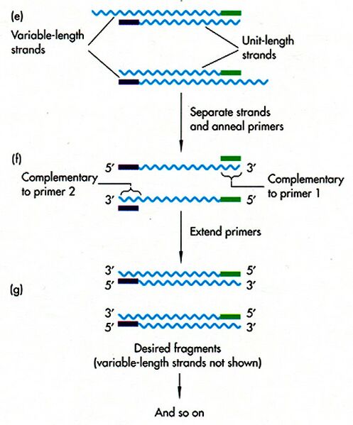 File:PCR Group14.jpg