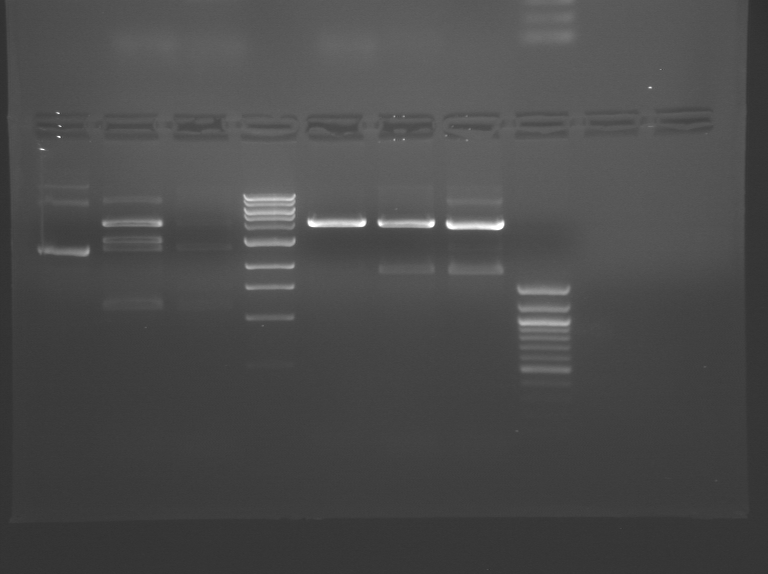 File:S09 M1D5 WF Pink.BMP