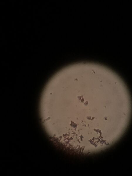 File:Tyler Faulkner Gram Stain 2.jpg