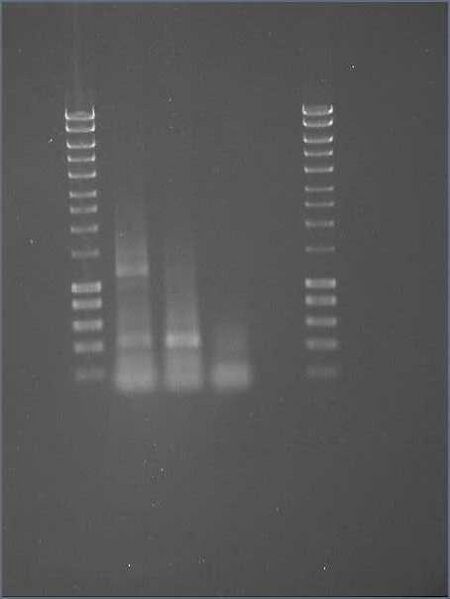 File:Cam2008gel3.jpg