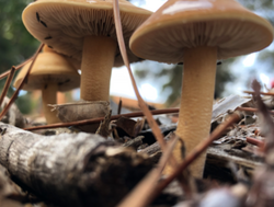 Mushrooms eminating from leaf litter.