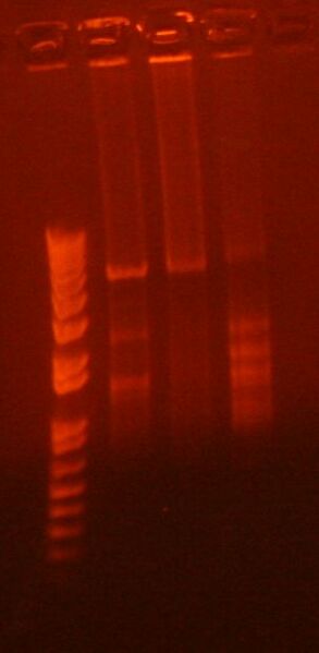 File:SOEing product.JPG