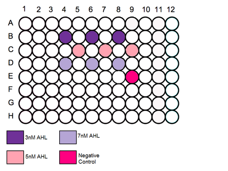 In vivo Testing 96 well plate