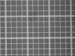 Protoplasts on a hemocytometer.