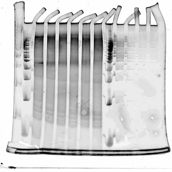 File:Chaingel4--SYBR Gold- edited.jpg