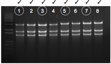 File:KAH 120309 gel1.tif