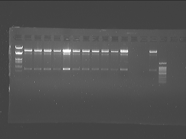 File:PKU-080728-xili plasmid test-redigest-3.tif