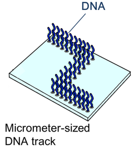Figure.2:The schematic diagram of microchannel.