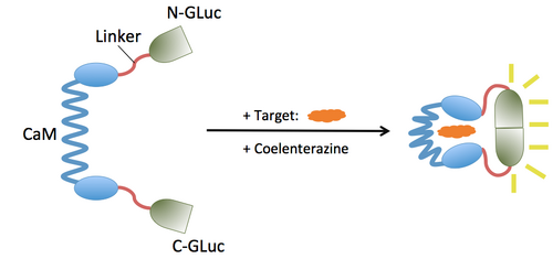 The GLucCam Protein Schematics