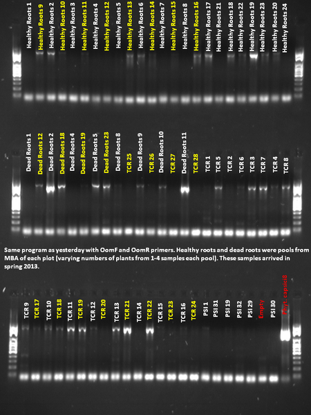 File:July 19,2013Gel.tif