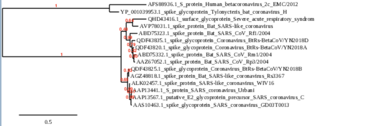 File:Nathan Week4Phylogenetictree.png