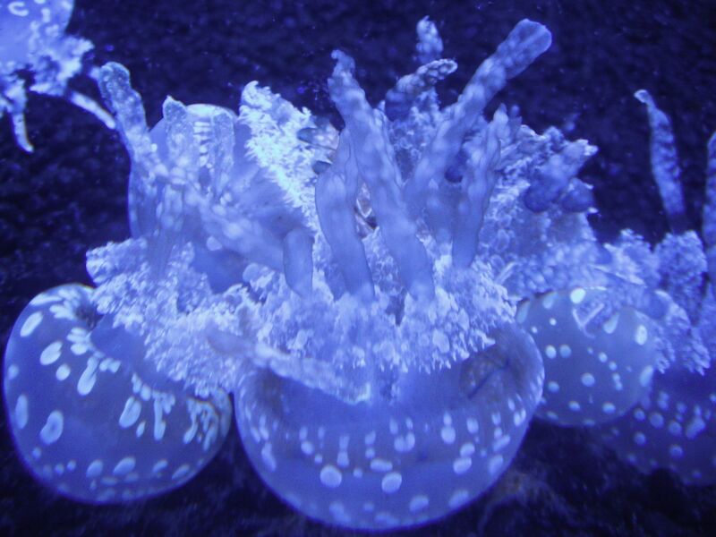 File:Randomjellyfish.jpg