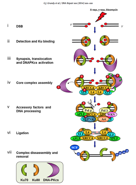 File:S14M2 Grundy-NHEJ-overview.png