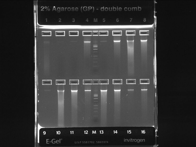 File:AMKE Phenol Chloroform 08312017.JPG