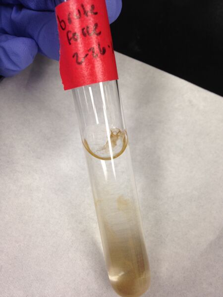 File:Brute force fibers.jpg