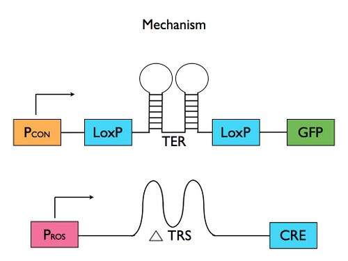 Click on image to read description