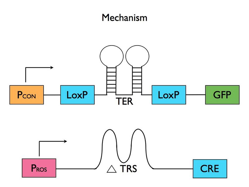 File:IGEM Mechanism.jpg