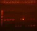 Thumbnail for version as of 00:59, 23 July 2010