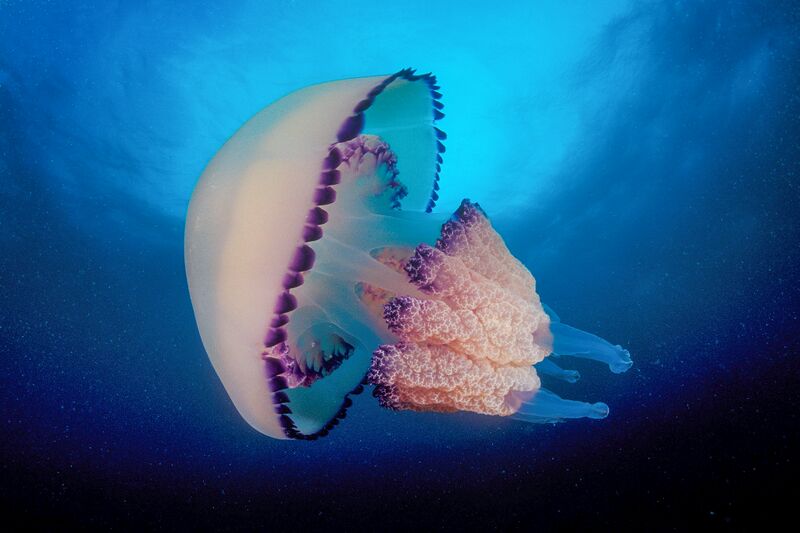 File:Jellyfishes.jpg