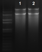 File:KAH 011410 gel2.tif