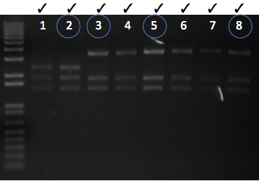 File:KAH 011811 gel1.tif