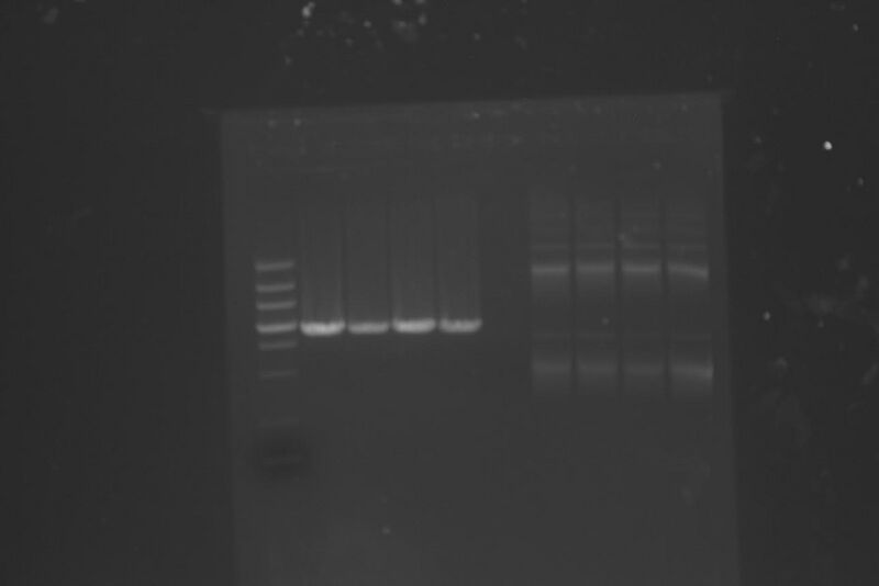 File:Lcr and long xfm gel.jpg