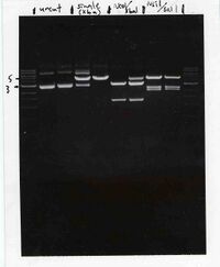 Reference gel with pCX-NNX