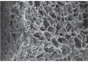 A TEM image of a porous collagen sponge [6]