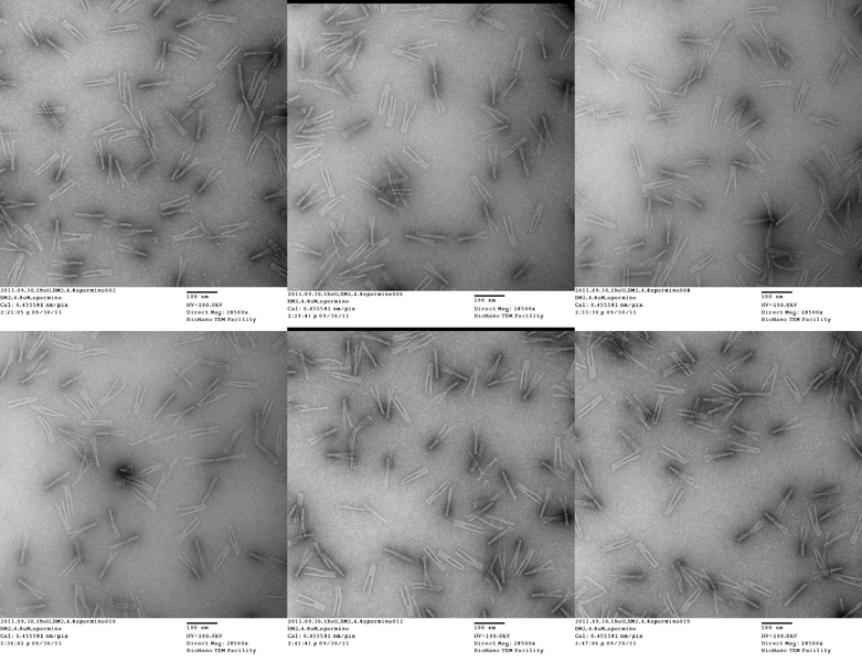 File:20110930 theU BM2 4 8 Spermine.png