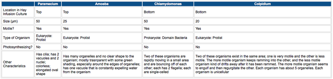 Table of Organisms in the Hay Infusion Culture