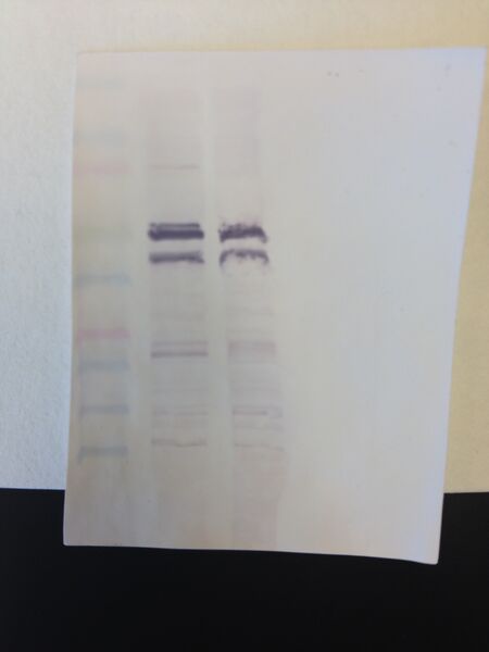 File:S14 M2D4 TR-orange.JPG