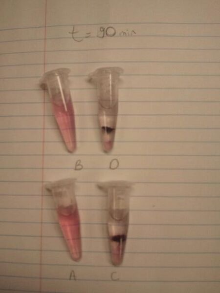 File:T=90 min (all epi tubes).jpg