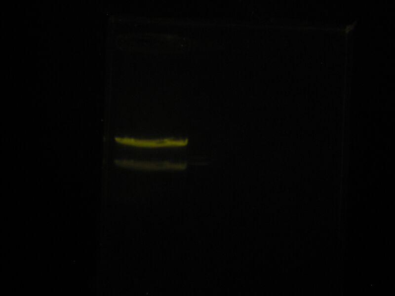 File:Capture 00029.JPG