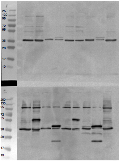 File:KAH 081710 WB1.tif